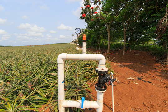 徐闻菠萝的海自动灌溉系统