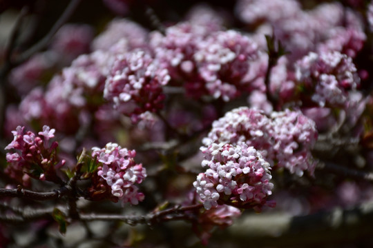 香荚蒾