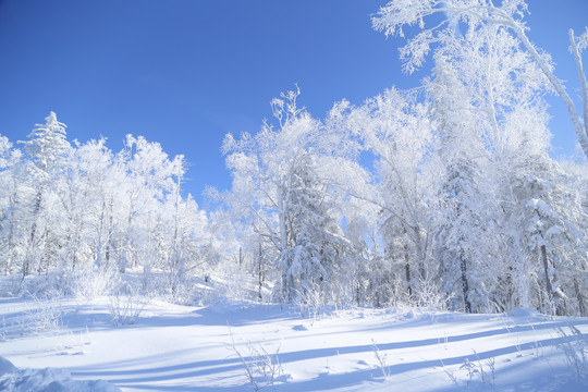 雪景