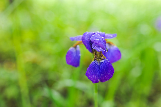 马兰花素材