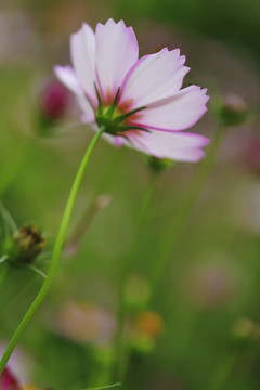 格桑花