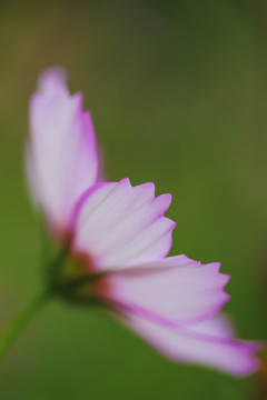 格桑花