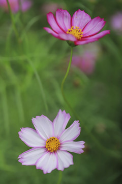 格桑花