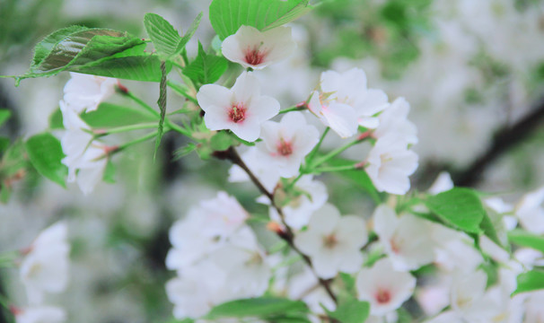 春花烂漫