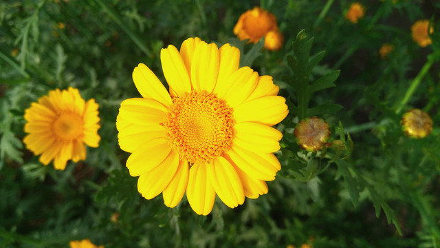 田野小菊花