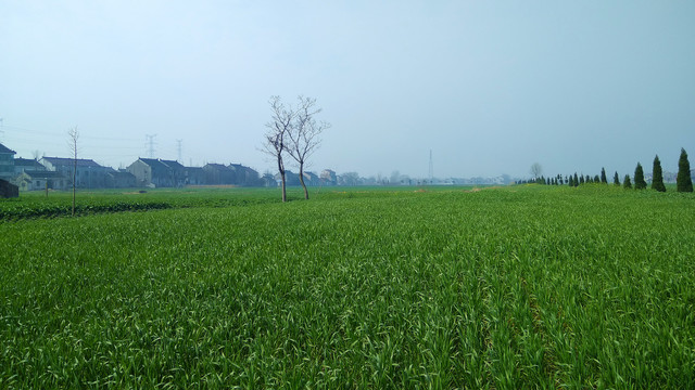 乡村田野