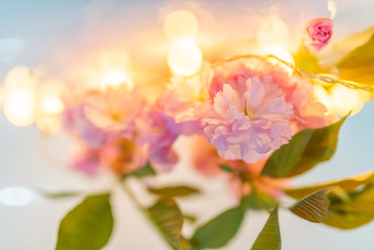 樱花