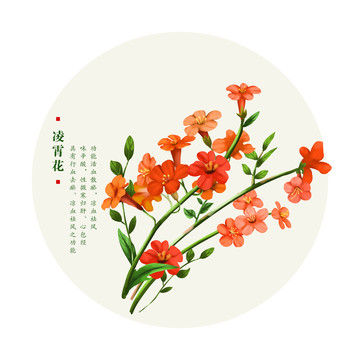 凌霄花二