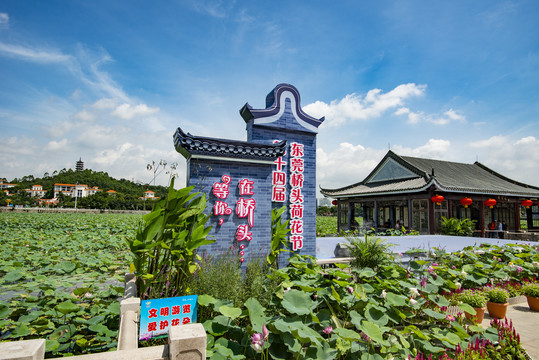 东莞桥头荷花节