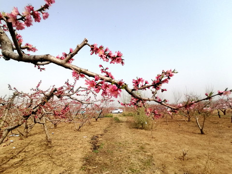 一枝红桃花