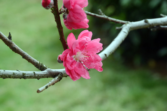 春天桃花开