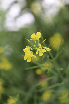 雨中的油菜花