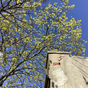 元宝枫开花