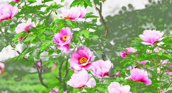 牡丹花