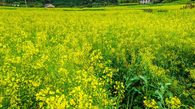 油菜花