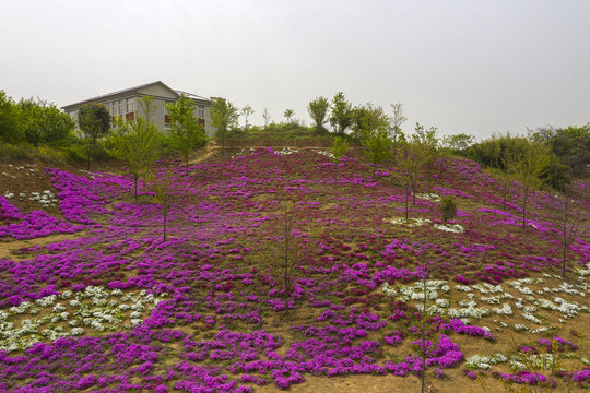山村花海摄影图