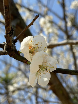 梅花特写