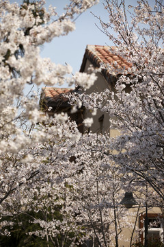 春天小镇上的樱花树