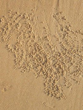 螃蟹的沙滩画