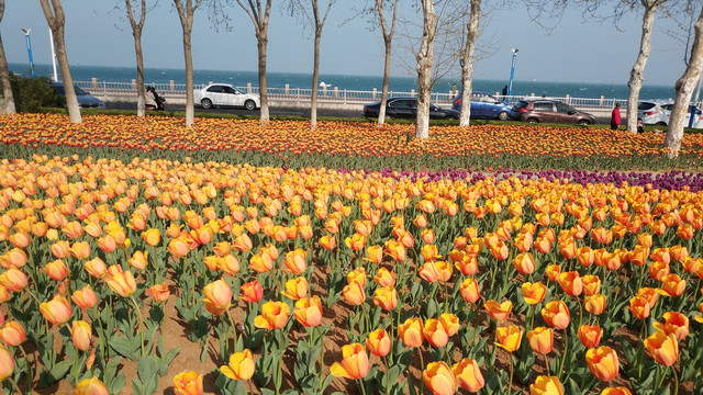 郁金香花海