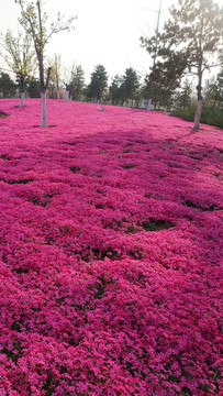 烟台植物园