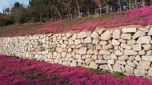 芝樱花海