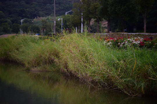 塘边野草