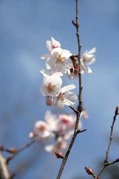 樱桃花