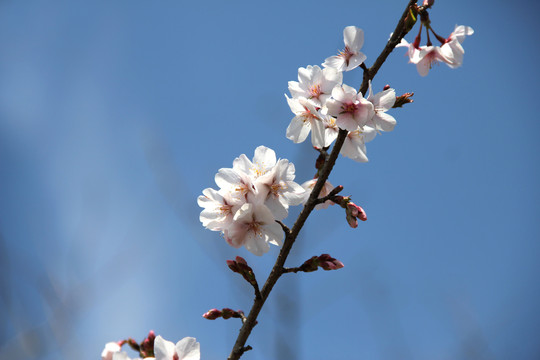 粉色樱花