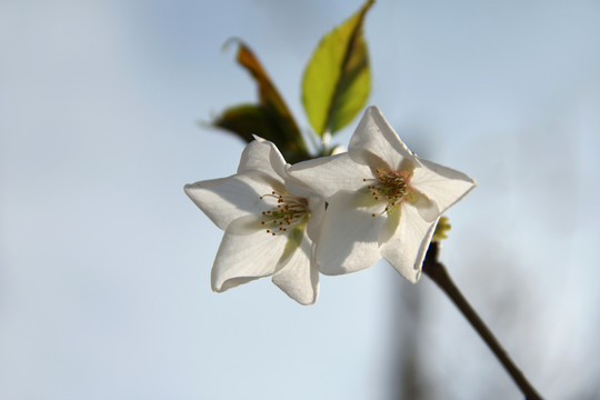 樱花特写