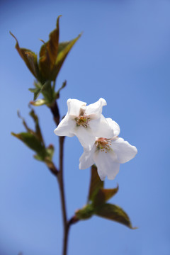 樱花盛开