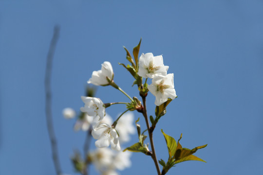 樱花特写