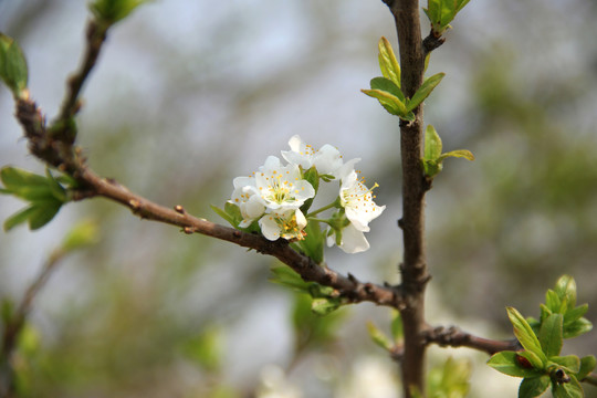 樱花