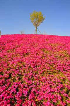 薰衣草地