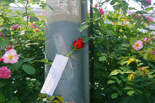 公共取用的玫瑰花