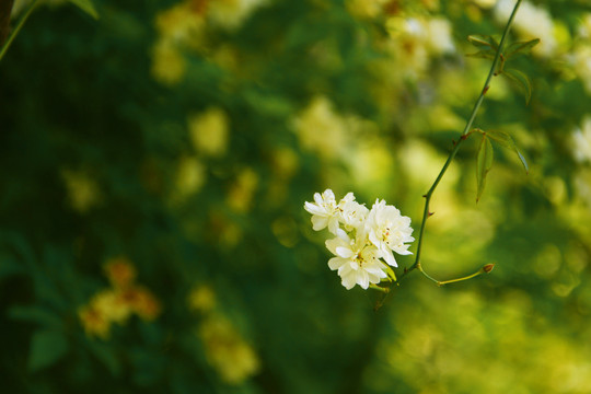 白色木香花
