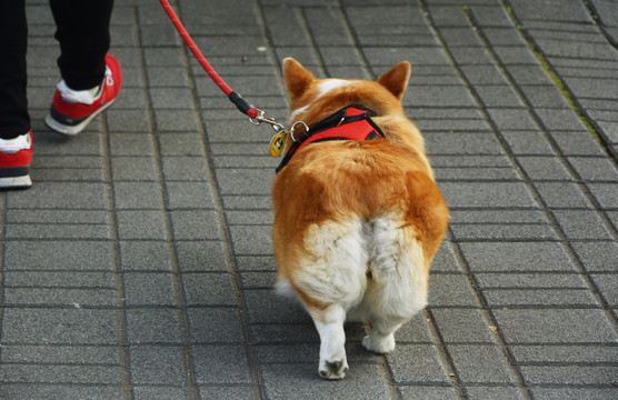 遛柯基犬