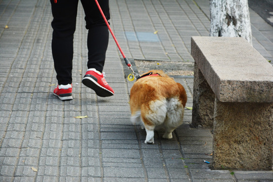 遛柯基犬