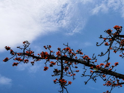 木棉花