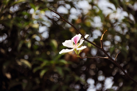 白花羊蹄甲