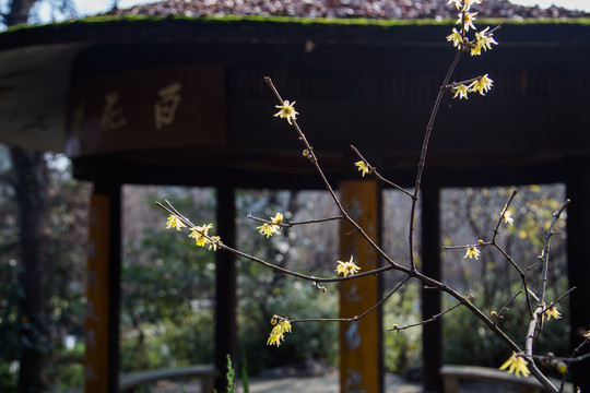 杭州灵峰探梅