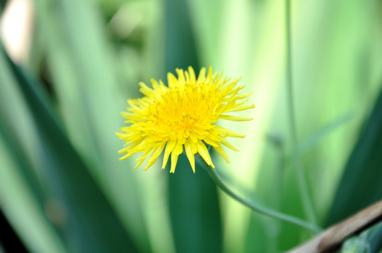 高清小黄花特写