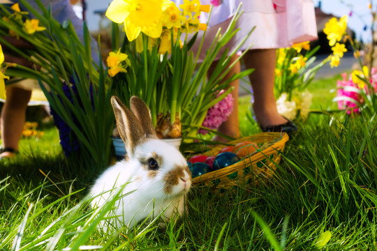 春天的草地上，活的复活节兔子拿着篮子里的鸡蛋，背景是孩子们