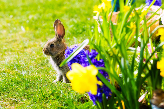 春天草地上鲜花后面的活复活节兔子