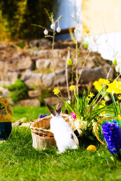 春天，小女孩在草地上寻找复活节彩蛋，前景是一只活的复活节兔子在等着