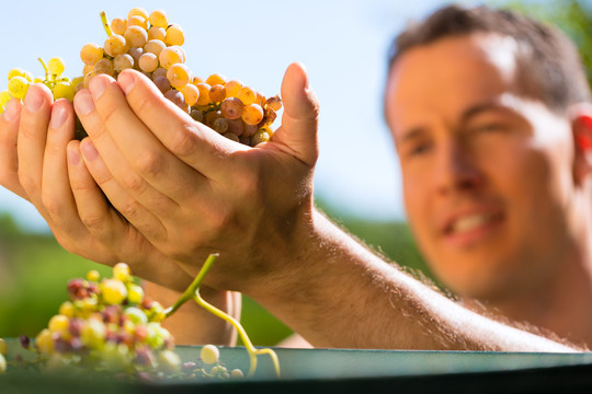 收获葡萄的种植工人