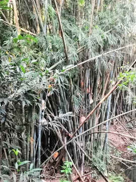 竹林