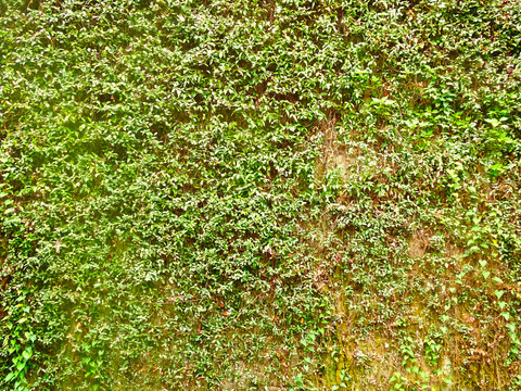 外墙绿植