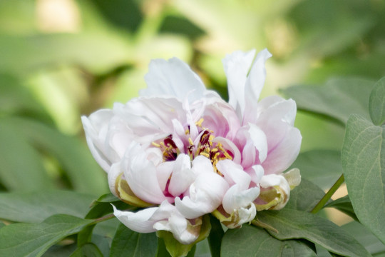 菏泽牡丹