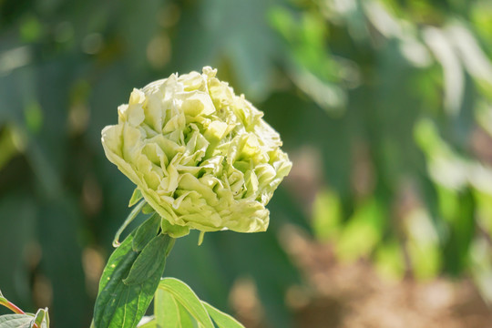 菏泽牡丹